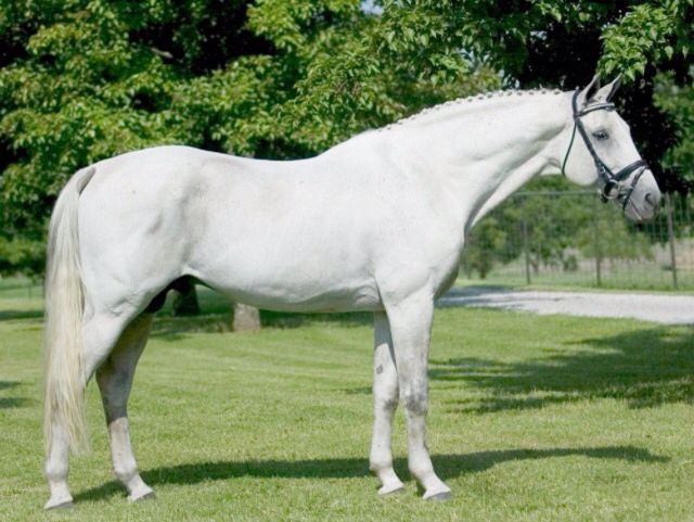 White Dutch Warmblood